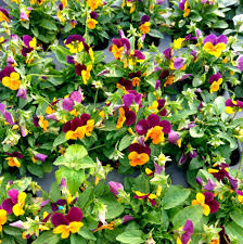 Image result for Hornveilchen