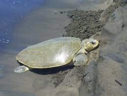 Image result for Lepidochelys kempii