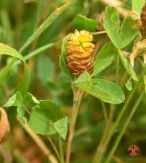 Attēlu rezultāti vaicājumam “Trifolium spadiceum flower”