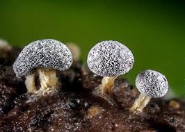 Attēlu rezultāti vaicājumam “Didymium sp.”