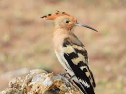 Attēlu rezultāti vaicājumam “Upupa epops adult”