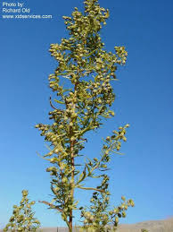 Image result for Artemisia dracunculus