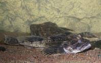 Image result for Myoxocephalus quadricornis