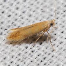 Attēlu rezultāti vaicājumam “Tischeriidae”