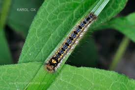 Attēlu rezultāti vaicājumam “Euthrix potatoria larva”