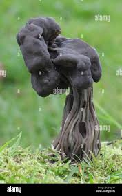 Attēlu rezultāti vaicājumam “Helvella lacunosa”