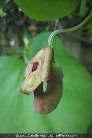 Attēlu rezultāti vaicājumam “Aristolochia durior flower”