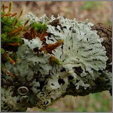 Attēlu rezultāti vaicājumam “Physconia distorta”