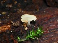 Attēlu rezultāti vaicājumam “Hymenoscyphus imberbis”