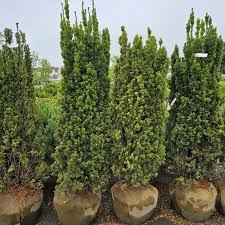 Attēlu rezultāti vaicājumam “Taxus”