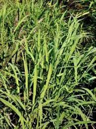 Attēlu rezultāti vaicājumam “Leersia oryzoides”