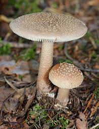Attēlu rezultāti vaicājumam “Amanita rubescens”