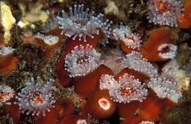ผลการค้นหารูปภาพสำหรับ strawberry anemone