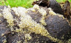 Attēlu rezultāti vaicājumam “Pilobolus crystallinus”