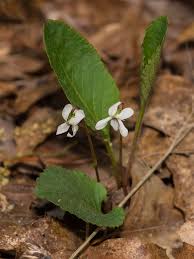 Attēlu rezultāti vaicājumam “Viola epipsila leaf”