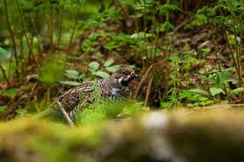 Attēlu rezultāti vaicājumam “Bonasa bonasia eggs”