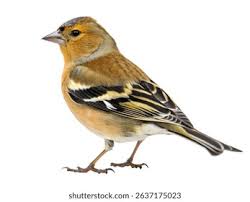 Attēlu rezultāti vaicājumam “Fringillidae”