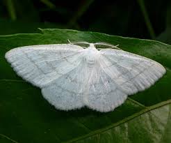 Attēlu rezultāti vaicājumam “Cabera pusaria”