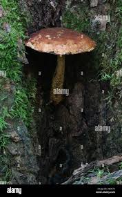 Attēlu rezultāti vaicājumam “Stropharia albocrenulata”