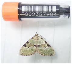 Attēlu rezultāti vaicājumam “Colostygia pectinataria female”