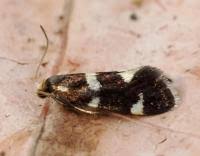 Attēlu rezultāti vaicājumam “Incurvaria praelatella”