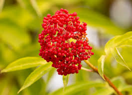 Attēlu rezultāti vaicājumam “Sambucus racemosa fruit”