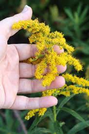 Attēlu rezultāti vaicājumam “Solidago virgaurea flower”