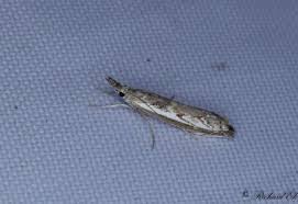 Attēlu rezultāti vaicājumam “Platytes alpinella”