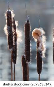 Attēlu rezultāti vaicājumam “Typhaceae”
