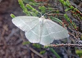 Attēlu rezultāti vaicājumam “Chlorissa viridata”