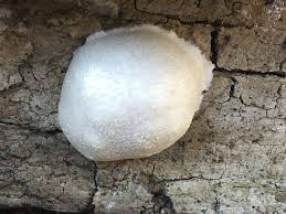 Attēlu rezultāti vaicājumam “Reticularia lycoperdon”