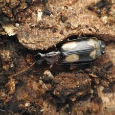 Attēlu rezultāti vaicājumam “Dromius quadrimaculatus”