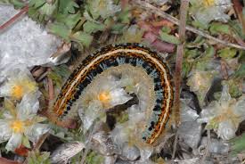 Attēlu rezultāti vaicājumam “Malacosoma castrensis”