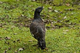 Attēlu rezultāti vaicājumam “Tetrao urogallus male”