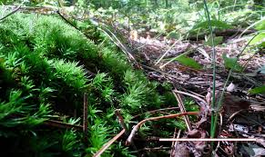 Attēlu rezultāti vaicājumam “Drepanocladus polygamus”