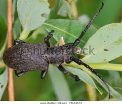 Attēlu rezultāti vaicājumam “Lamia textor”