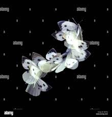 Attēlu rezultāti vaicājumam “Pieris brassicae female”