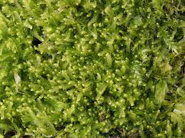 Attēlu rezultāti vaicājumam “Lophocolea minor”