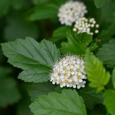 Attēlu rezultāti vaicājumam “Physocarpus opulifolius”