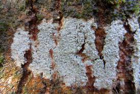 Attēlu rezultāti vaicājumam “Lecanora chlarotera”