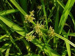 Attēlu rezultāti vaicājumam “Cyperus fuscus fruit”