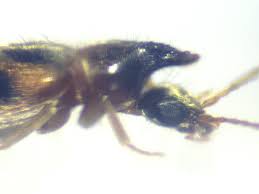 Attēlu rezultāti vaicājumam “Notoxus monoceros”