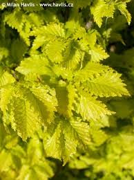 Attēlu rezultāti vaicājumam “Ulmus x hollandica”