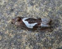 Attēlu rezultāti vaicājumam “Epiblema foenella”