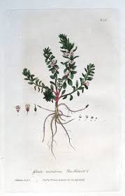 Attēlu rezultāti vaicājumam “Glaux maritima flower”