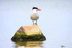 Attēlu rezultāti vaicājumam “Hydroprogne caspia”