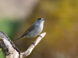 Attēlu rezultāti vaicājumam “Sylvia atricapilla male”
