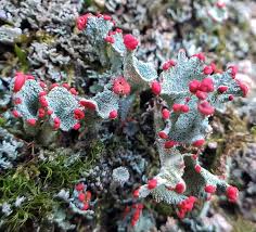 Attēlu rezultāti vaicājumam “Cladonia”