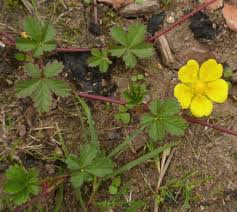 Attēlu rezultāti vaicājumam “Potentilla reptans leaf”