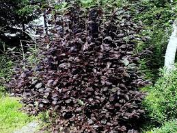 Attēlu rezultāti vaicājumam “Padus avium”